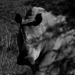 IMG_2376-reca retou NB