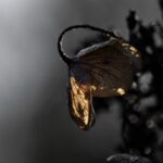 _mg_9890-DmU8tQYLDyBKqKJn